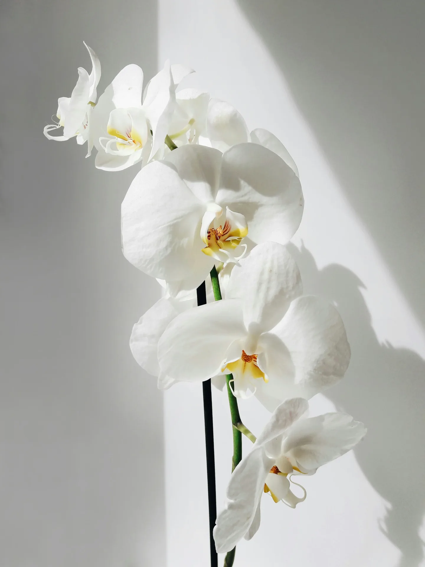 Orquídeas