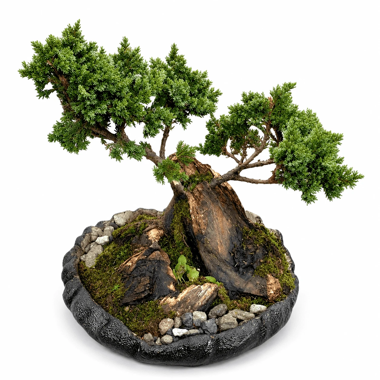 Comprar Bonsái De Pino Con Base Decorativa – Bosque en Bogotá. Floristería Les Roses. Envío a domicilio. Plantas y bonsáis.