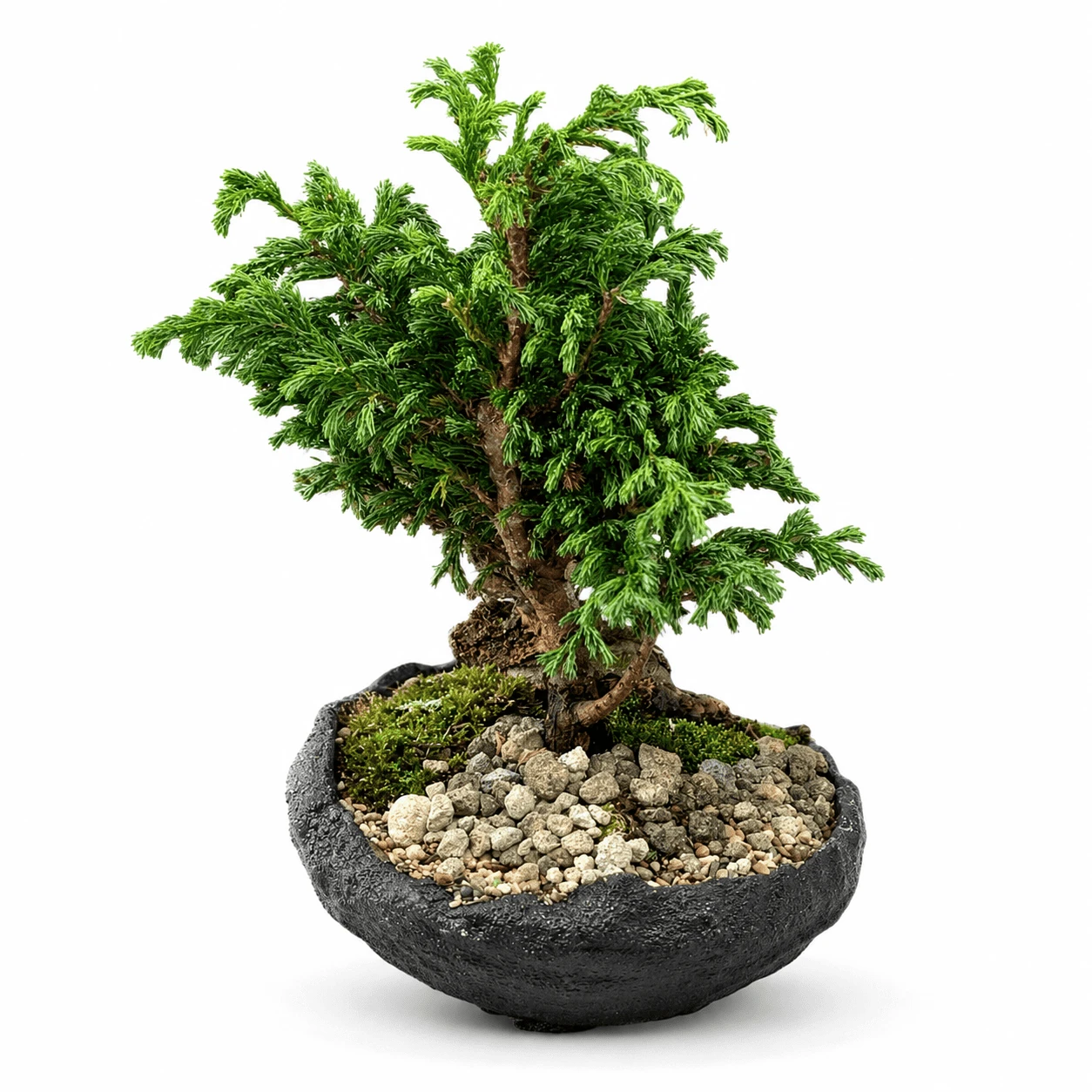 Comprar Bonsái De Pino Mediano Con Piedras Ornamentales en Bogotá. Floristería Les Roses. Envío a domicilio. Plantas y bonsáis.