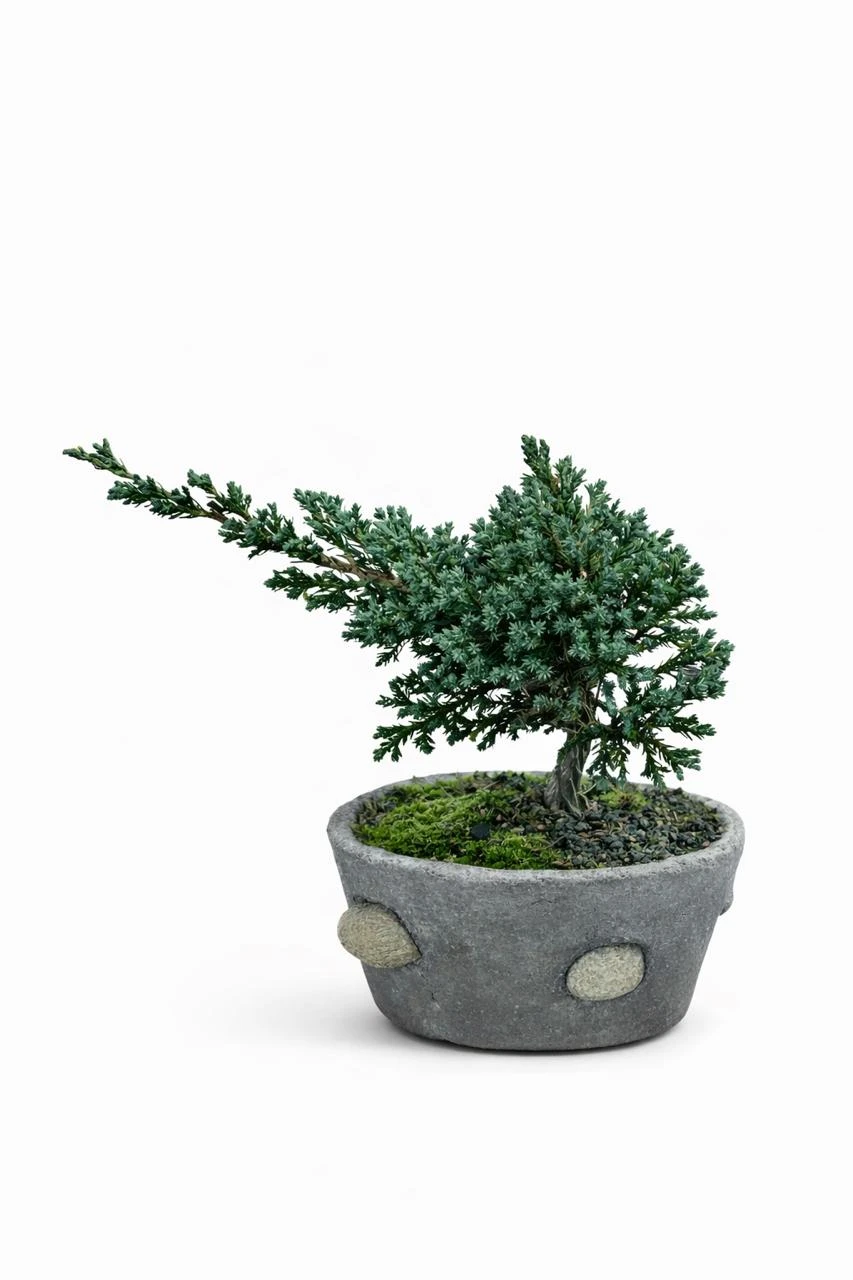 Comprar Bonsai De Pino Mini en Bogotá. Floristería Les Roses. Envío a domicilio. Plantas y bonsáis.